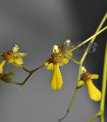 Oncidium hookeri, 1 cm