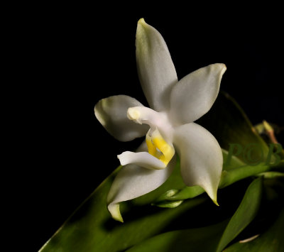 Phalaenopsis violacea 'alba'