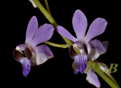 Phalaenopsis pulcherrima, Thailand