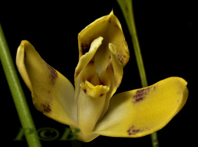 Maxillaria perryae, flower 7 cm - Ecuador