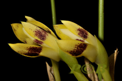Maxillaria perryae, flowers 7 cm