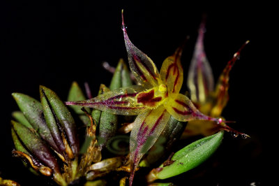 Octomeria aloifolia, flowers 13 mm