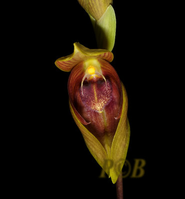 Bulbophyllum mandibulare