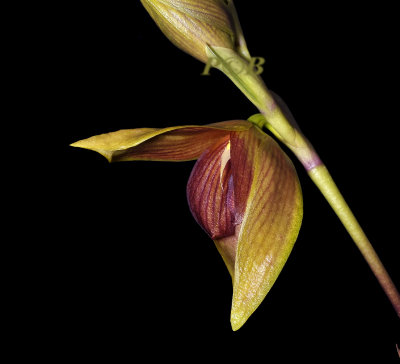 Bulbophyllum mandibulare