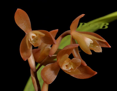 Coelogyne plicatissima, Malaysia