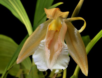 Coelogyne speciosa var.