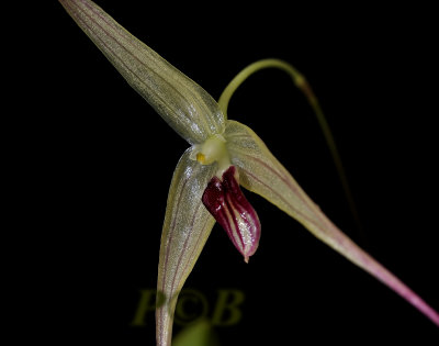Bulbophyllum calviventer,  centr. prov. PNG