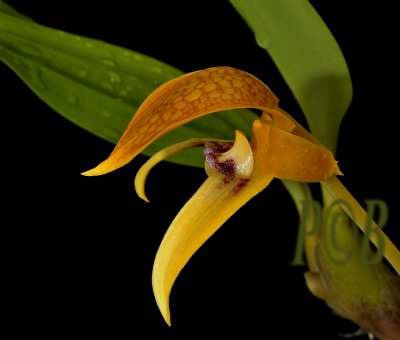 Bulbophyllum hyalosemoides, Sulawesi