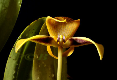 Bulbophyllum hyalosemoides,  Sulawesi