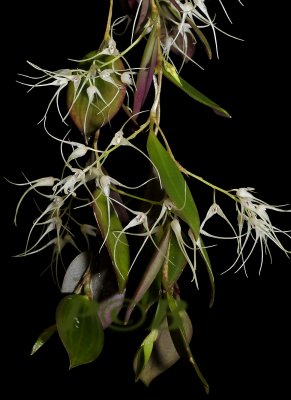 Bulbophyllum macrourum, centr. prov. PNG