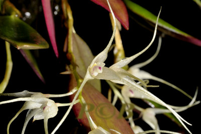 Bulbophyllum macrourum,  centr. prov. PNG
