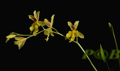 Oncidium sp.