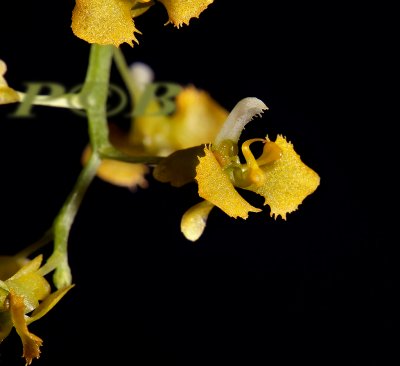 Zygostatus chateaubriandii, flower 4 mm