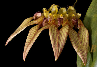 Bulbophyllum annandalei