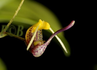 Scaphosepalum breve, 15 mm