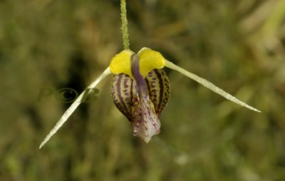 Scaphosepalum breve, 15 mm