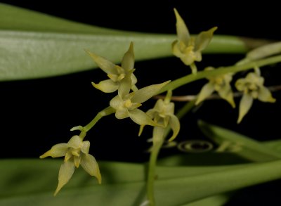 Bulbophyllum semperflorens