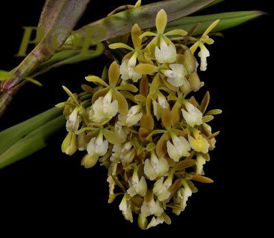 Epidendrum densiflorum
