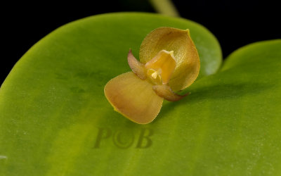 Pleurothallis oncoglossum, flower 1 cm