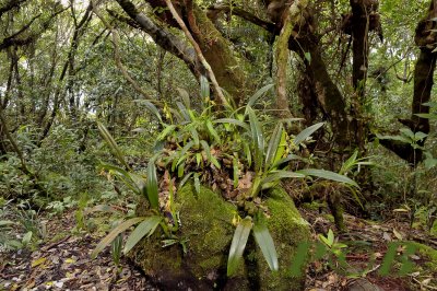 Lithocarpus truncatus forest at 1500 mtr,  Eria carinata