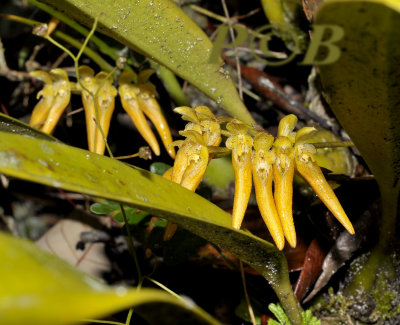 Bulbophyllum forrestii on sandy forestfloor, Loei prov. Thailand