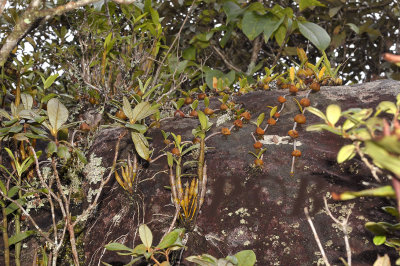 Bulbophyllum blepharistes and Dendrobium formosum plants on rock