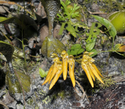 Bulbophyllum forrestii on sandy forest floor