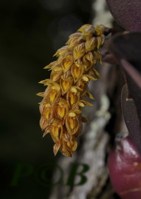 Bulbophyllum orientale, close