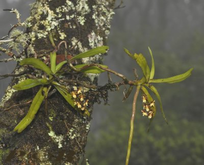 Cleisostoma birmanicum in cloudy forest habitat