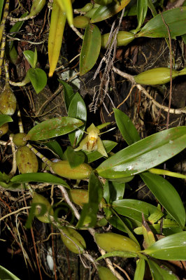 Coelogyne fimbriatum