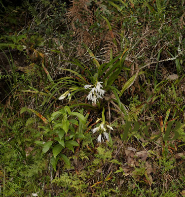 Cymbidium mastersii