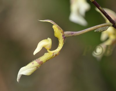  Bulbophyllum  barbata