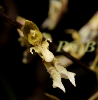  Bulbophyllum barbata