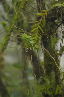 Pelatantheria insectifera in cloud forest