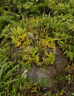 Rock with Dendrobium, coelogyne and Eria orchids