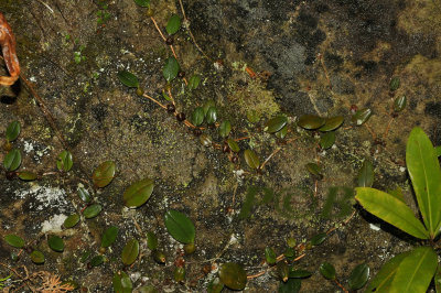 Bulbophyllum xylophyllum on mossy rock