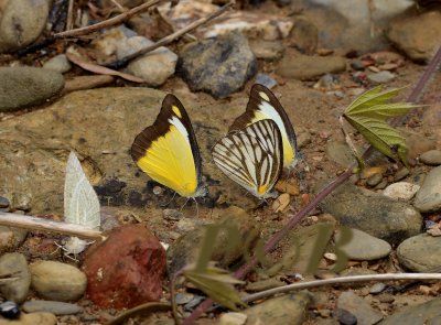Butterflies, Appias lyncida and Cepora nerissa
