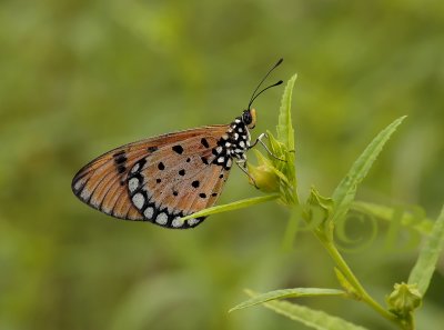 Acraea violae