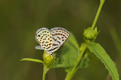 Taracus callinara