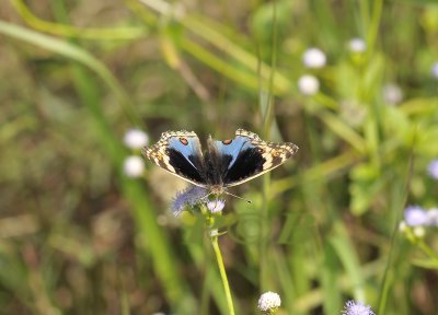 Blue pansy, Junonia orithya