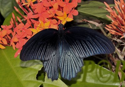 Great mormon, Papilio memnon