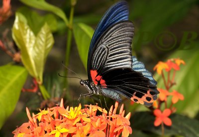 Great mormon, Papilio memnon