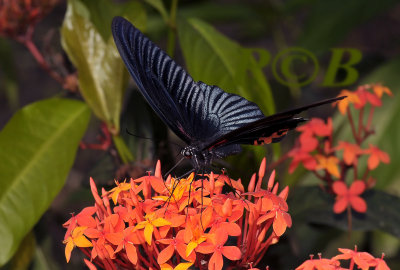 Papilio memnon