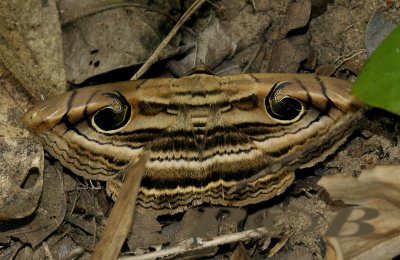 Rustic eye moth, Spirama helicina