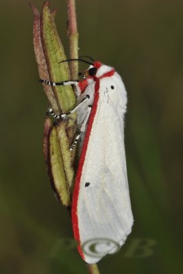 Aloa lactinea (Arctiinae)