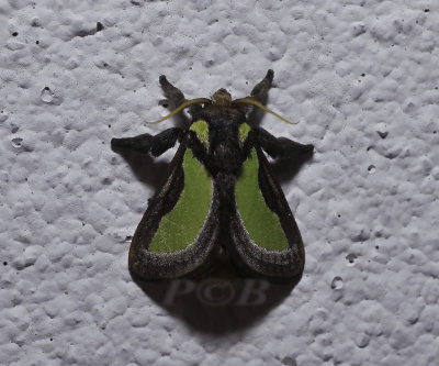 Parasa darma (Limacodidae)