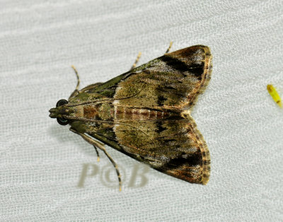 Epipaschiinae sp. undescribed  (Crambidae)