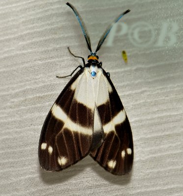 Corma sp. (Zygaenidae)
