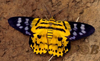 Yellow leopard moth, Dysphania militaris
