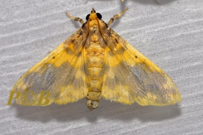 Pachynoa thoosalis (Crambidae)